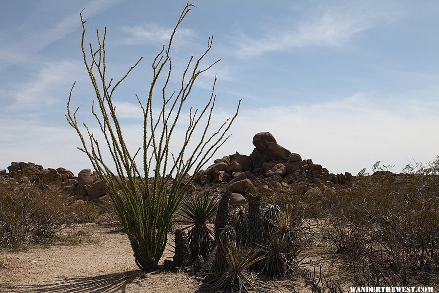 Lost Palms Oasis Trail