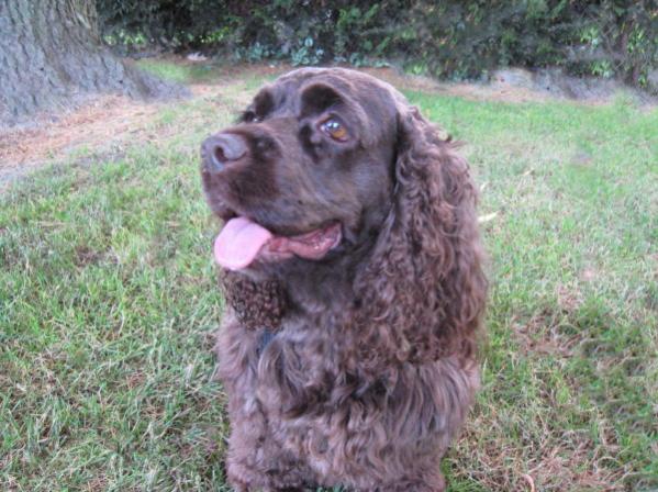 Lucy, 8 year old Cocker Spaniel.2014 now 15.3 years old.
 Got a bit of gray on her chin now. Went to Doggie Heaven Sept 29 / 2018-1:30 pm RIP Lucy.