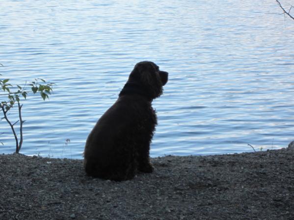 Lucy Dog at Hanes Point.