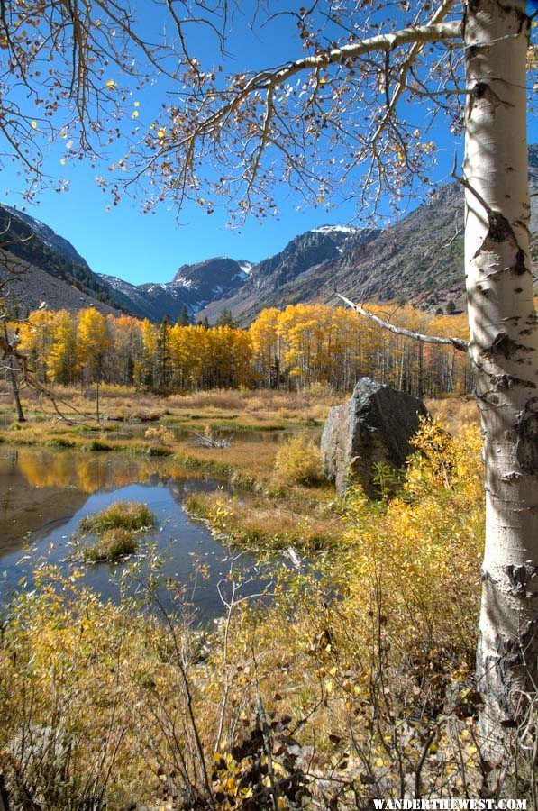 Lundy Beaver Pond #2