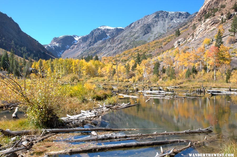 Lundy Canyon beaver pond #1