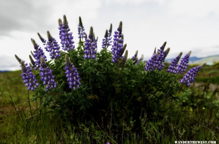 Lupines Orton DSC4844