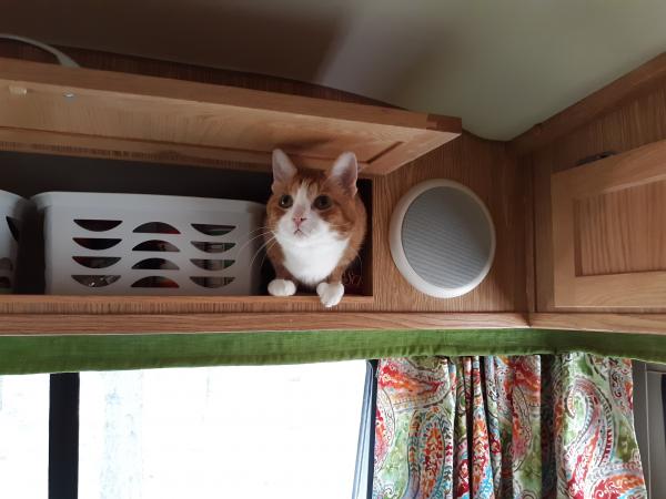 Make sure your cat fits in the cabinet