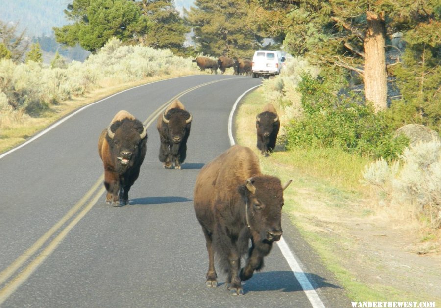 Male bison following a female during the rut.