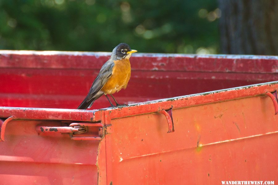 Male Robin 31 May 2012