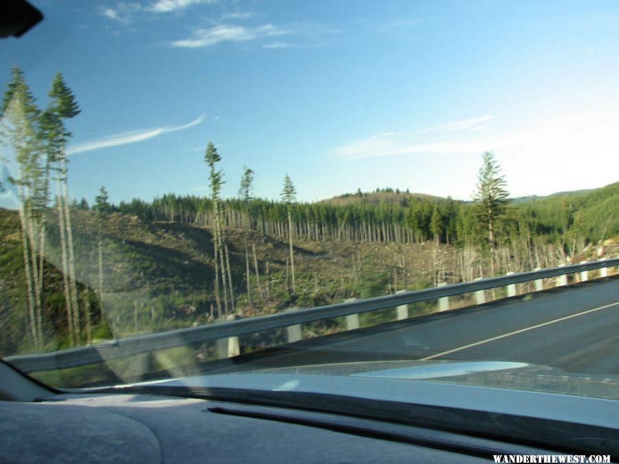 Managed forests in Washington