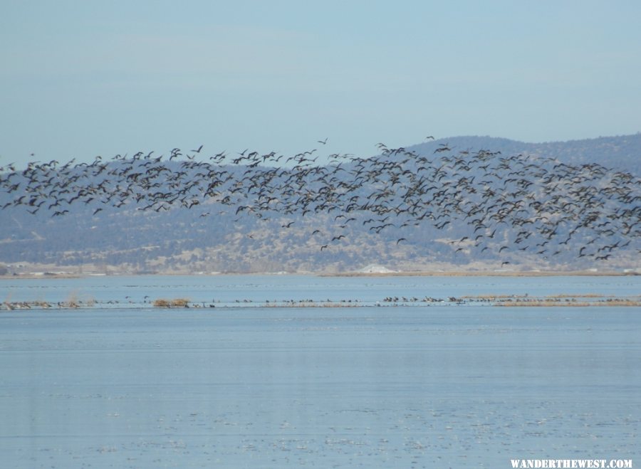 Mass rising of Canadian Geese.