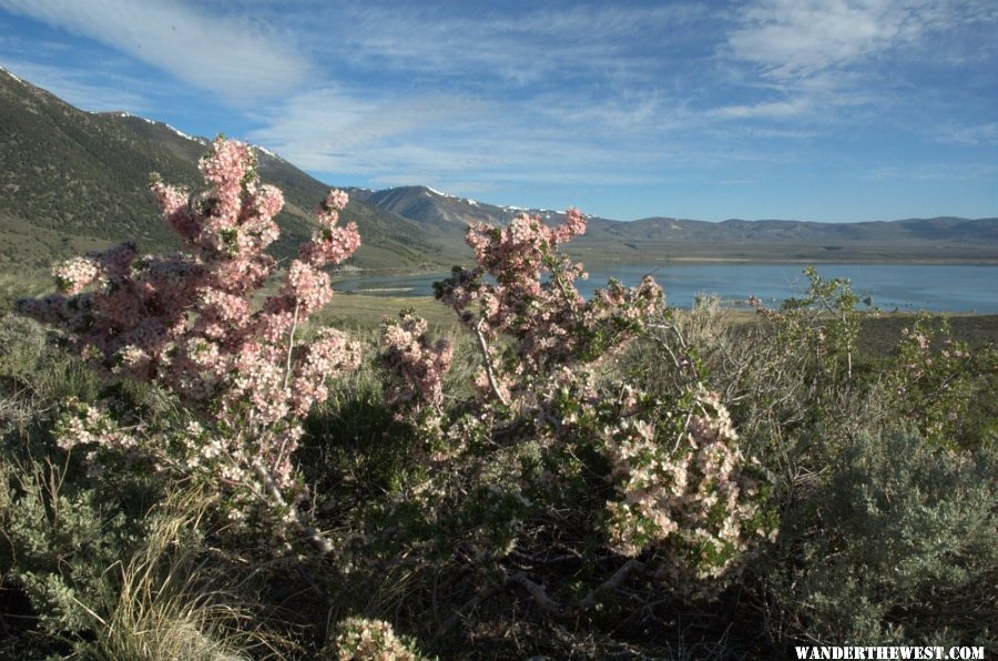 Mono Lake & flowering shrub in May