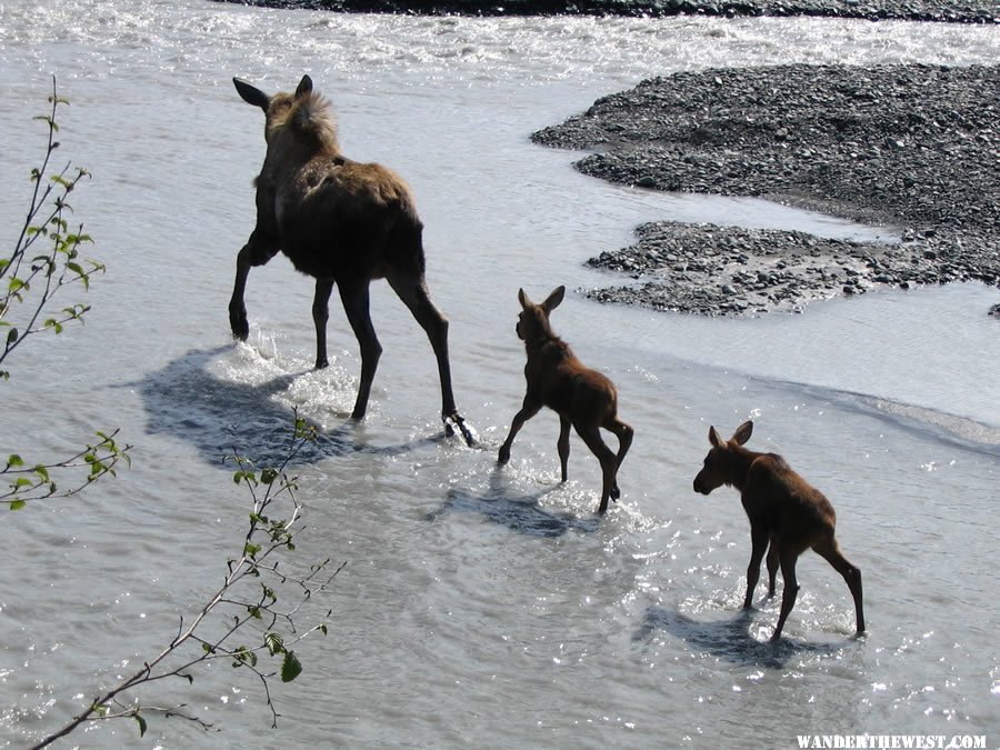 Moose cow and calves on Exit Glacier outwash