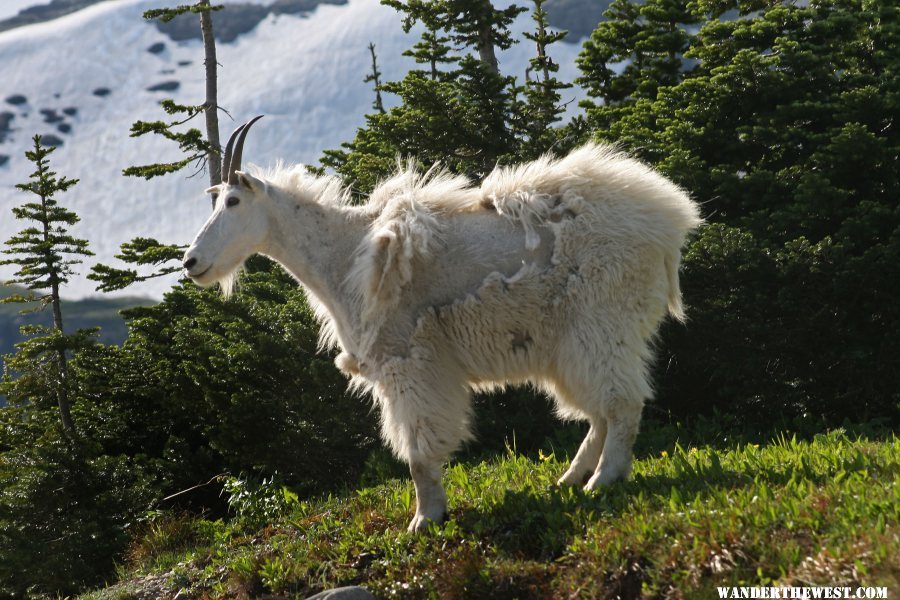 Mountain Goat in Montana