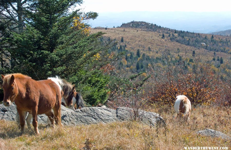 Mt Rodgers SP, VA