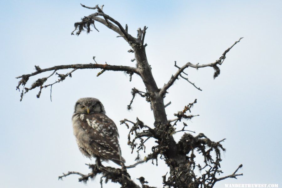 northern Hawk Owl spent the night in our camp