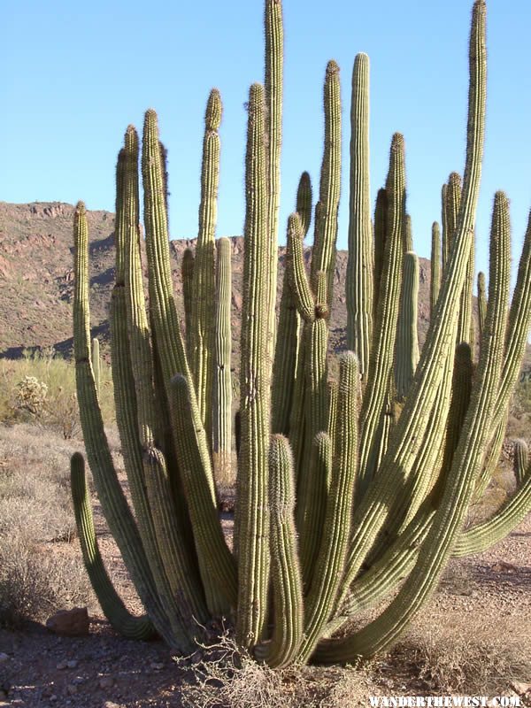 Organ Pipe Cactus