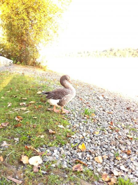 Our friendly goose