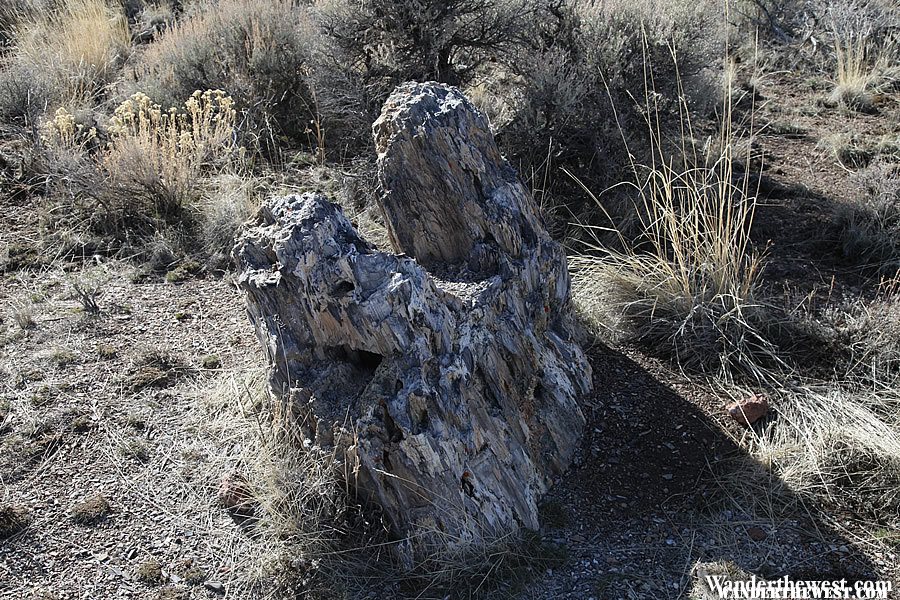 Petrified Forest, NE Nevada