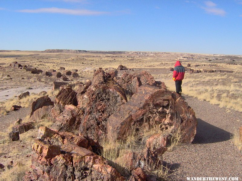 Petrified Forest