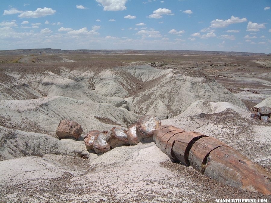 Petrified Tree