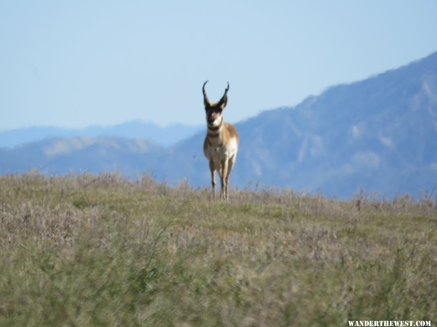 Prong Horn Antelope