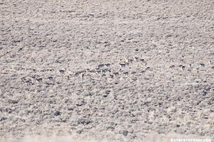 Pronghorn Herd