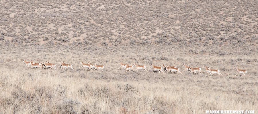 Pronghorns Flee!