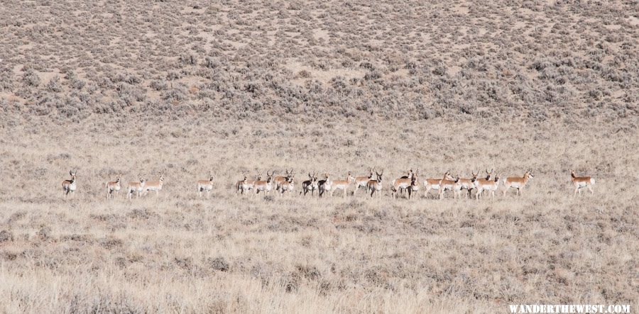 Pronghorns On Alert!