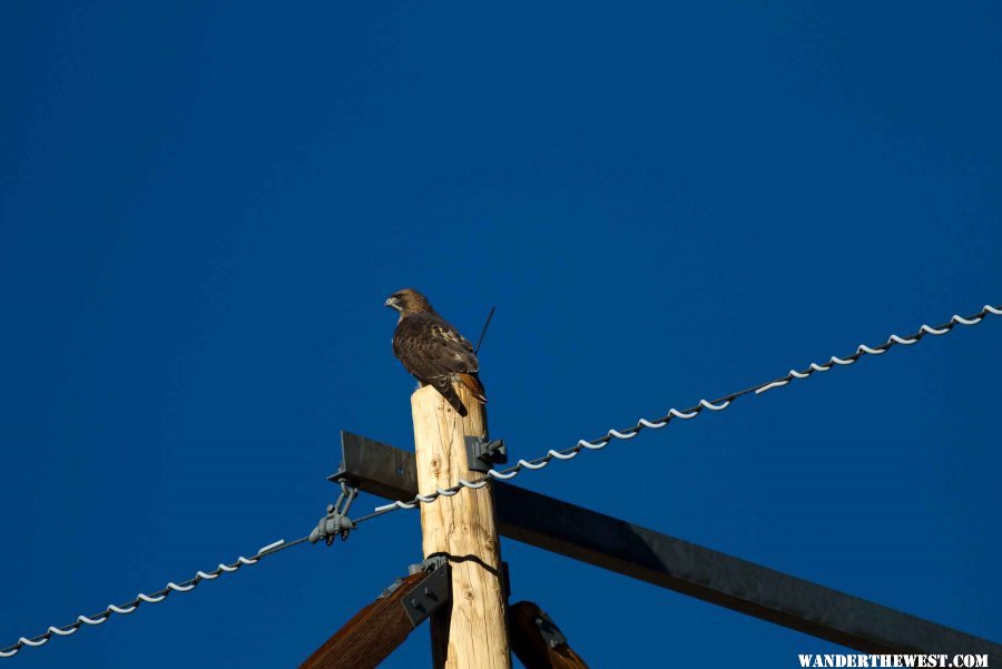 Red Tail Hawk