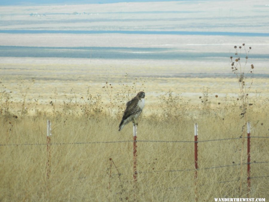 Red Tail Hawk