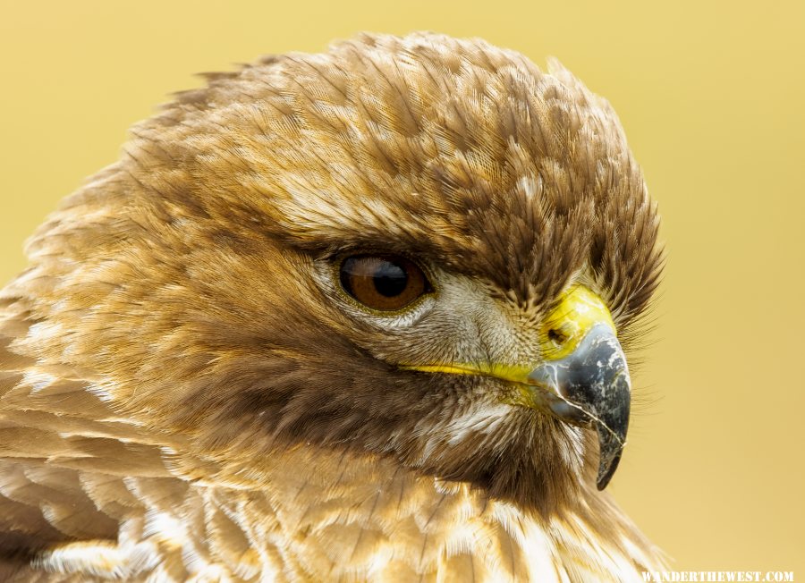 Redtail Hawk close up portrait