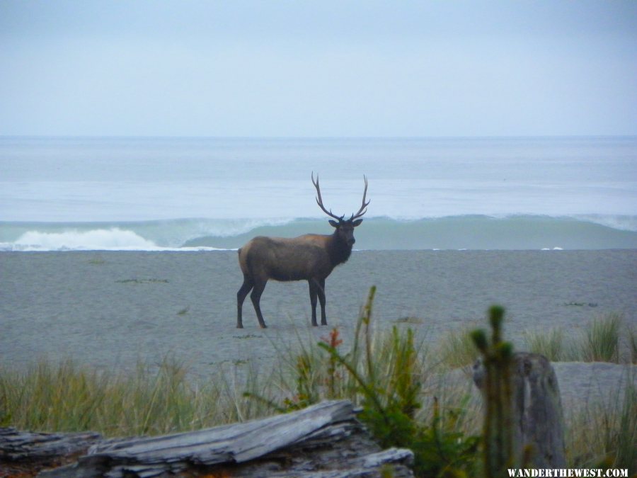 redwood Elk