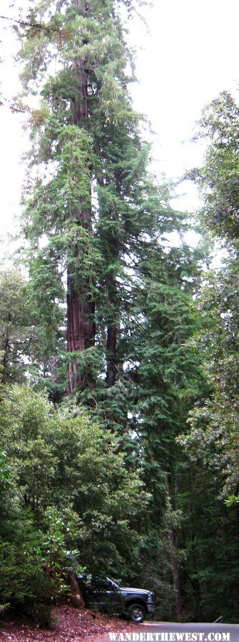 redwoods camp 3.jpg