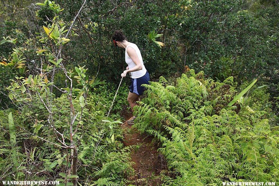 Rope Sections - Hanalei Okolehao Trail