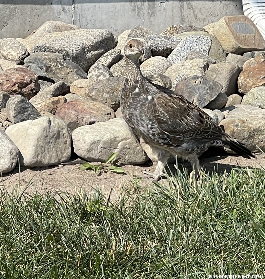 Ruffed Grouse (immature)