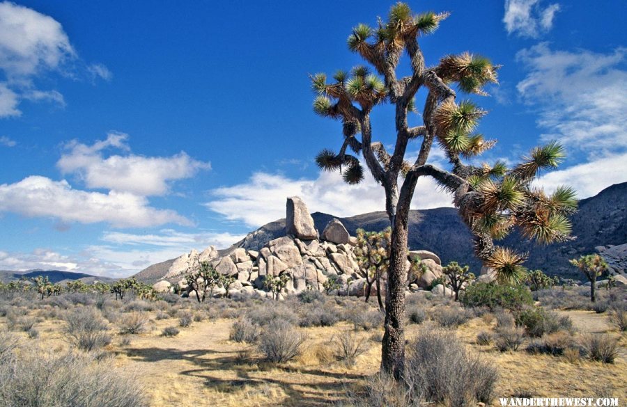 Ryan Mountain from Ryan Camp