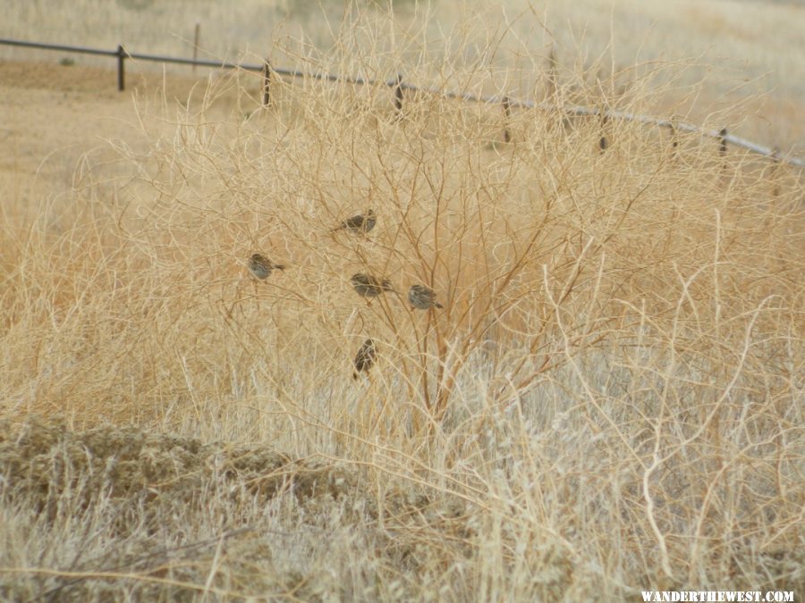 Sage Sparrows