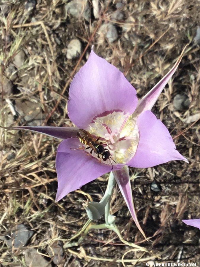 Sagebrush Mariposa Lily