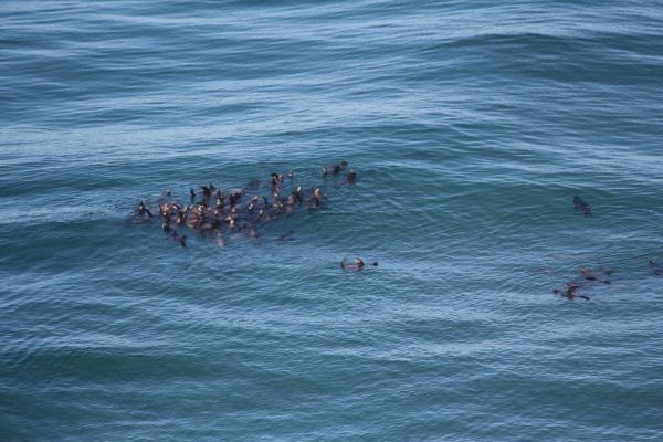 Sea Lions Caves is just down the road from Sea Perch resort