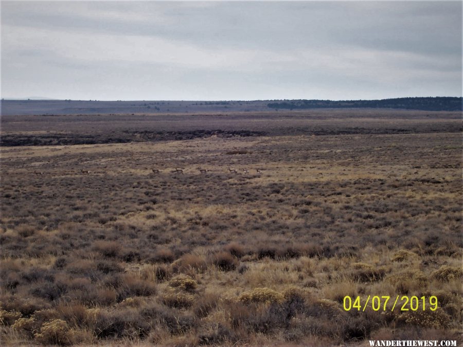 Sheldon NWR, Nevada (04/07/2020