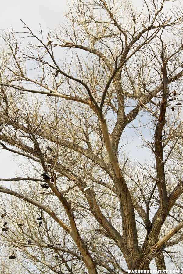 Shoe Tree - The Other Cottonwood