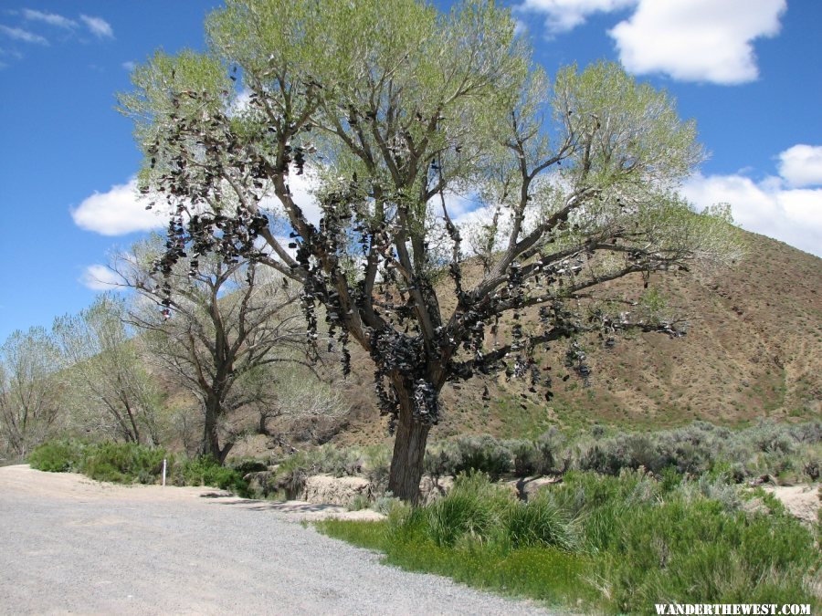 Shoe Tree