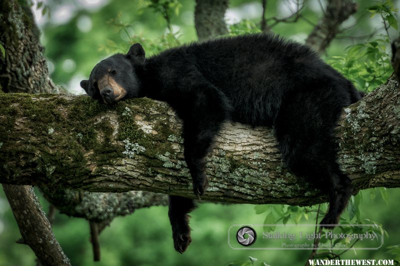 Sleeping Bear