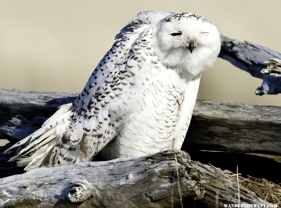 Snowy Owl NIK DSC5676