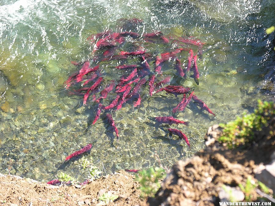 Sockeye salmon below Margot Creek Falls