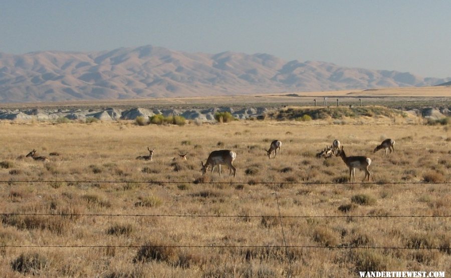 Speed goats.