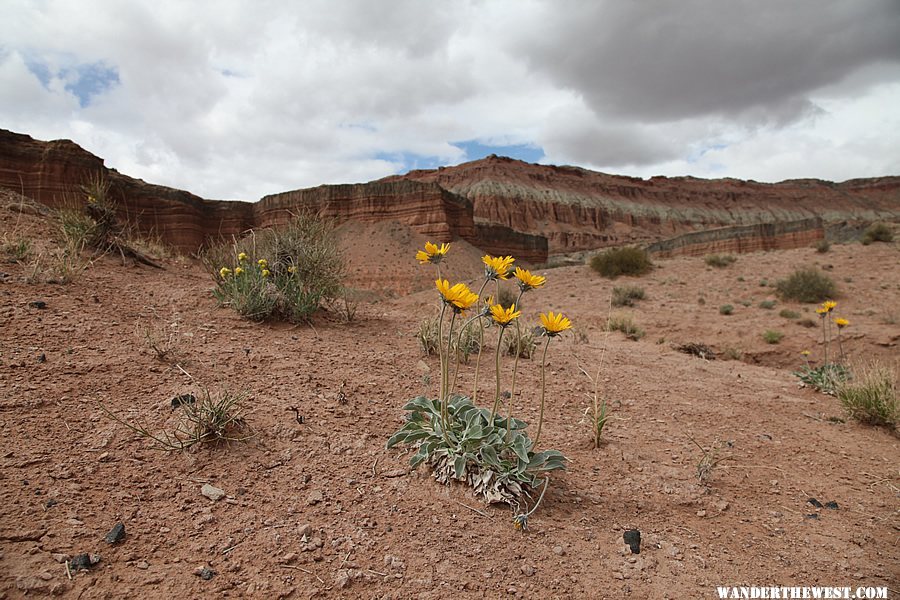 Spring at the Cathedral Valley