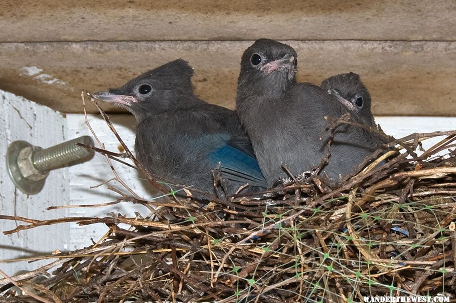 Stellar Jays