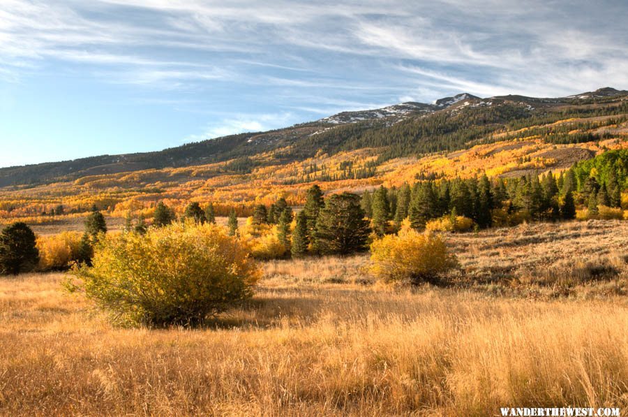 Summer Meadows Aspen and Willows