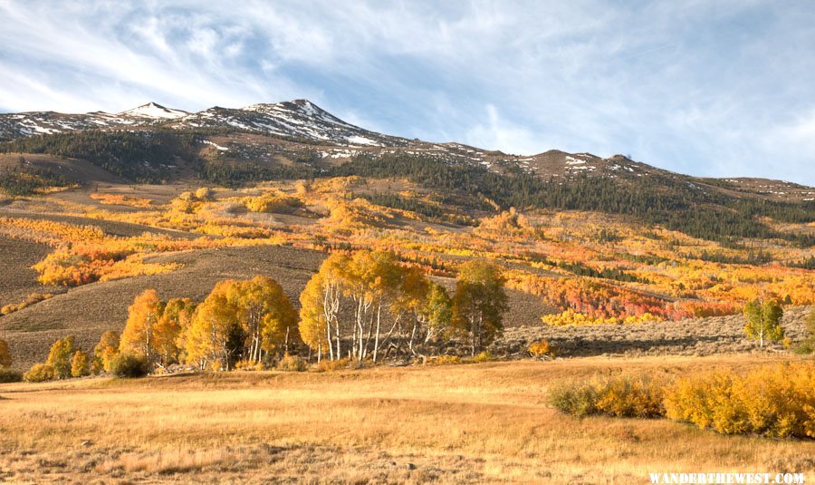 Summer Meadows Aspen and Willows