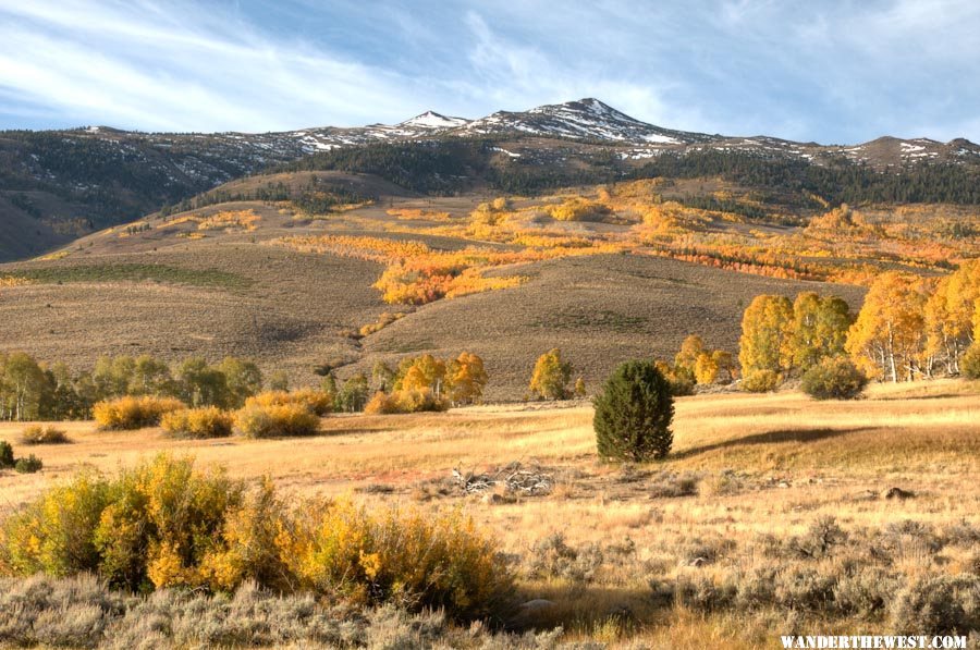 Summer Meadows Aspen and Willows