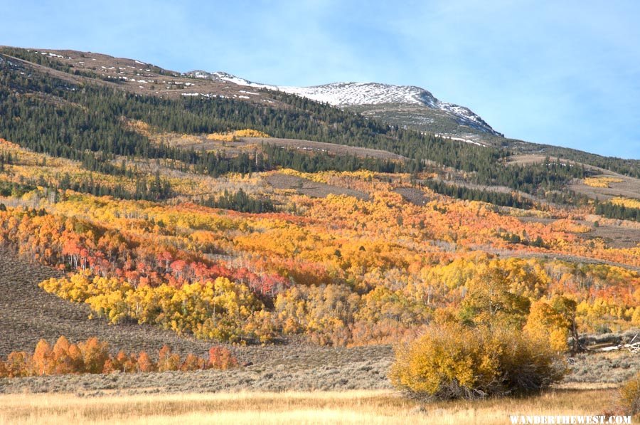 Summer Meadows Aspen and Willows