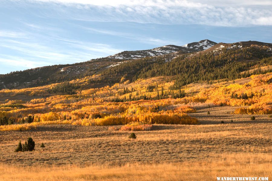 Summer Meadows Aspen